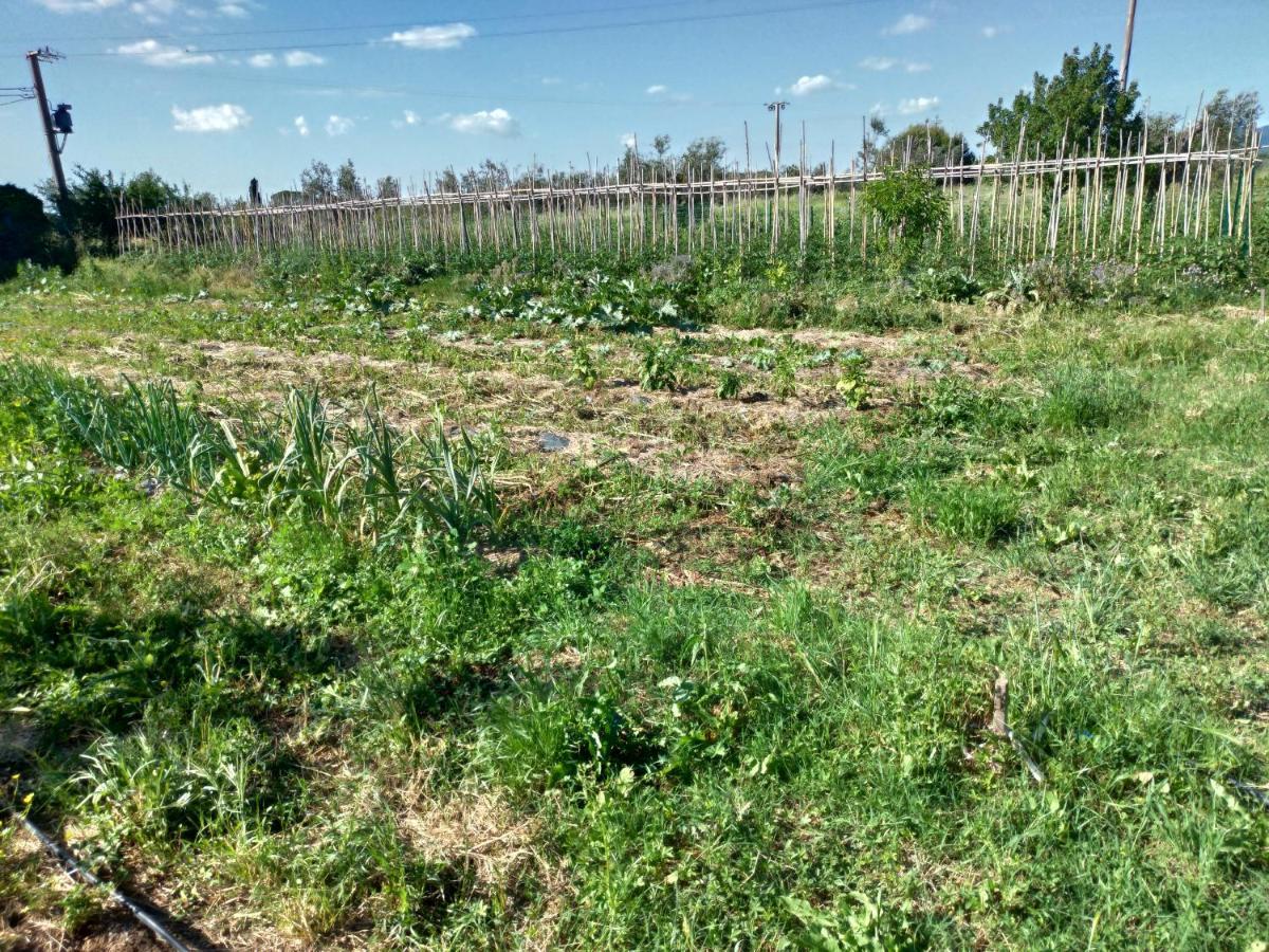 Casa Daria, Armonia Del Passato Nel Rispetto Della Natura Donoratico Exterior foto